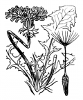 Nom original: Taraxacum officinale (n°2170)