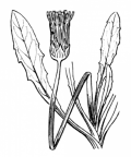 Nom original: Taraxacum palustre (n°2171)