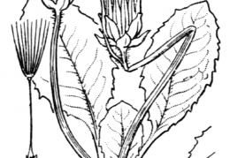 Nom original: Taraxacum obovatum (n°2174)