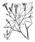 Nom original: Lactuca muralis (n°2176)