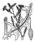 Nom original: Lactuca scariola (n°2182)