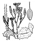 Nom original: Lactuca virosa (n°2183)