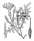 Nom original: Lactuca perennis (n°2184)