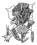 Nom original: Sonchus alpinus (n°2187)