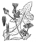 Nom original: Sonchus oleraceus (n°2190)