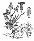 Nom original: Sonchus asper (n°2192)