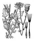 Nom original: Crepis foetida (n°2203)
