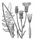 Nom original: Crepis taraxacifolia (n°2204)