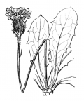 Nom original: Crepis aurea (n°2212)