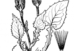 Nom original: Crepis pygmaea (n°2215)