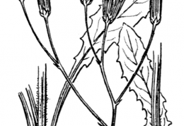 Nom original: Crepis pulchra (n°2216)