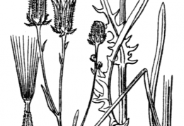Nom original: Crepis tectorum (n°2217)