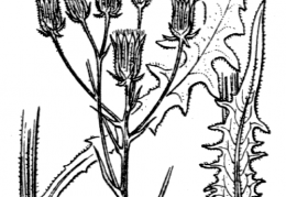 Nom original: Crepis nicaeensis (n°2219)