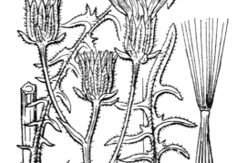 Nom original: Crepis biennis (n°2220)