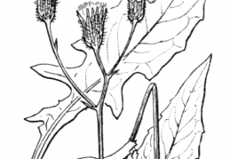 Nom original: Crepis paludosa (n°2221)
