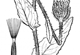 Nom original: Crepis blattarioides (n°2225)