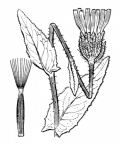Nom original: Crepis blattarioides (n°2225)