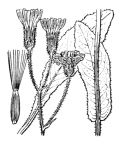 Nom original: Crepis succisifolia (n°2226)