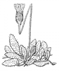Nom original: Hieracium pilosella (n°2230)