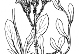 Nom original: Hieracium auricula (n°2237)