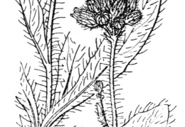 Nom original: Hieracium aurantiacum (n°2238)
