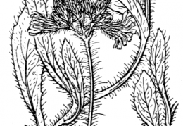 Nom original: Hieracium collinum (n°2239)