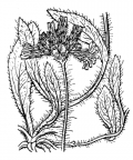 Nom original: Hieracium collinum (n°2239)