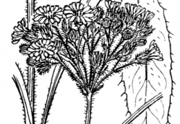Nom original: Hieracium cymosum (n°2240)
