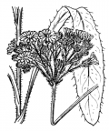Nom original: Hieracium cymosum (n°2240)