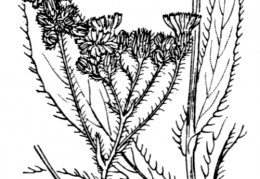 Nom original: Hieracium praealtum (n°2241)