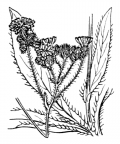 Nom original: Hieracium praealtum (n°2241)