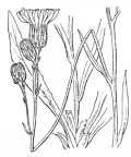 Nom original: Hieracium bupleuroides (n°2245)