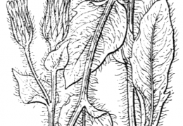 Nom original: Hieracium villosum (n°2251)