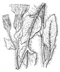 Nom original: Hieracium villosum (n°2251)