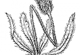 Nom original: Hieracium glanduliferum (n°2257)