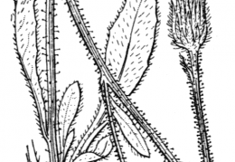 Nom original: Hieracium ustulatum (n°2259)