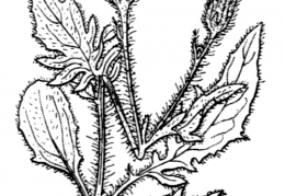 Nom original: Hieracium humile (n°2274)