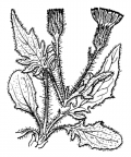 Nom original: Hieracium humile (n°2274)