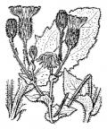 Nom original: Hieracium amplexicaule (n°2275)