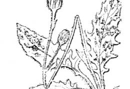 Nom original: Hieracium pictum (n°2285)