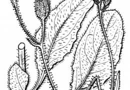 Nom original: Hieracium lasiophyllum (n°2286)