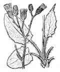 Nom original: Hieracium murorum (n°2291)