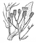 Nom original: Hieracium prenanthoides (n°2296)