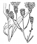 Nom original: Hieracium umbellatum (n°2313)