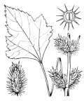 Nom original: Xanthium italicum (n°2317)