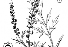 Nom original: Ambrosia artemisiifolia (n°2320)