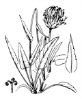 Nom original: Phyteuma orbiculare (n°2333)