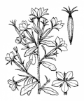 Nom original: Specularia speculum-veneris (n°2343)
