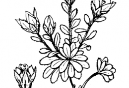 Nom original: Campanula cenisia (n°2350)