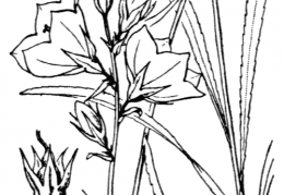 Nom original: Campanula persicifolia (n°2356)